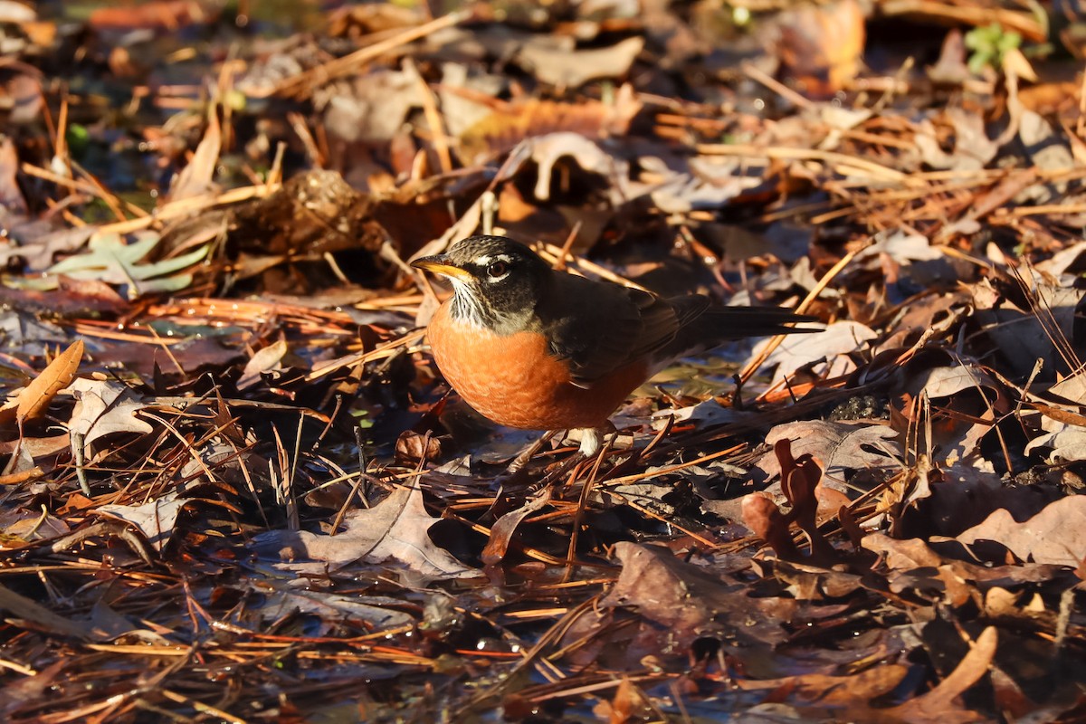 American Robin - ML645529452