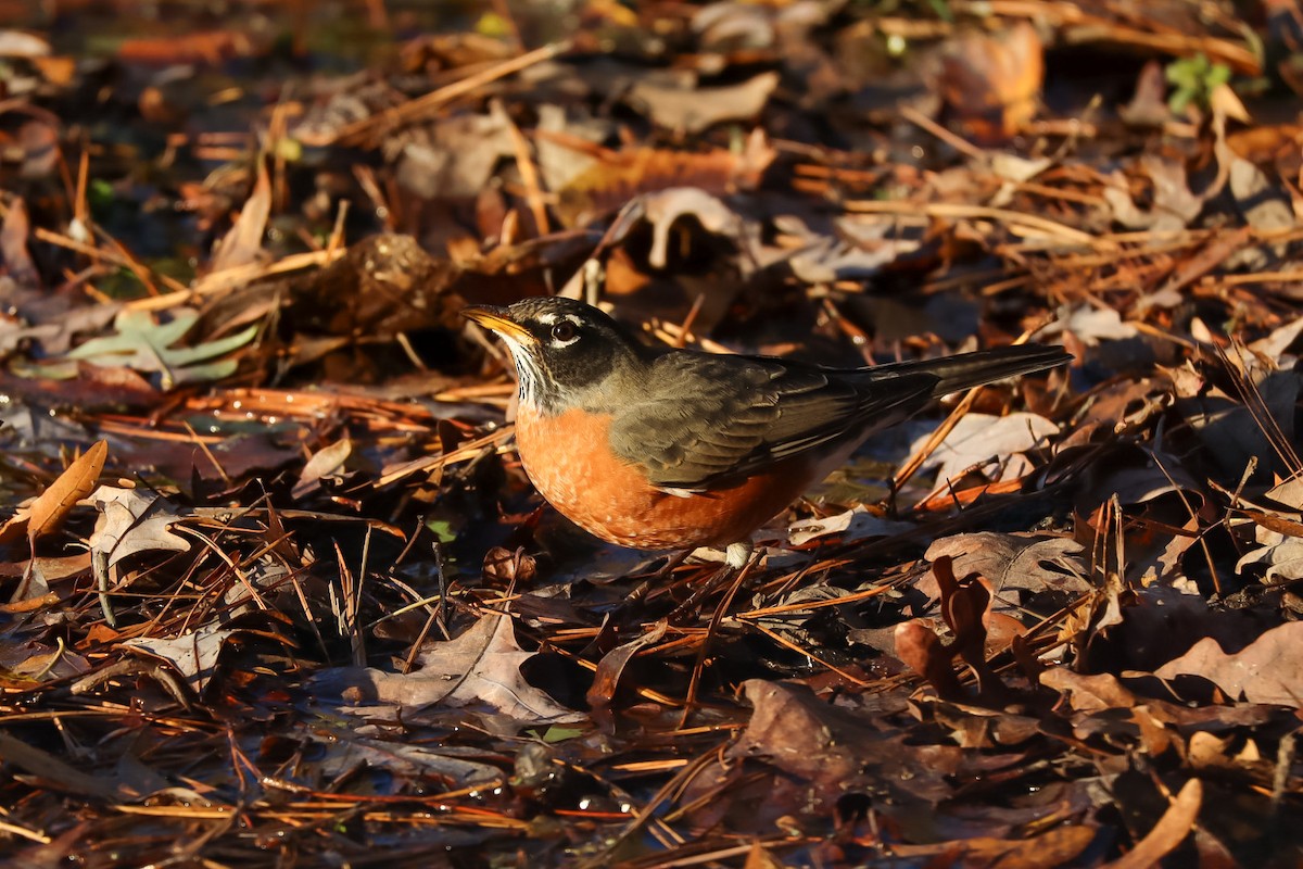 American Robin - ML645529453