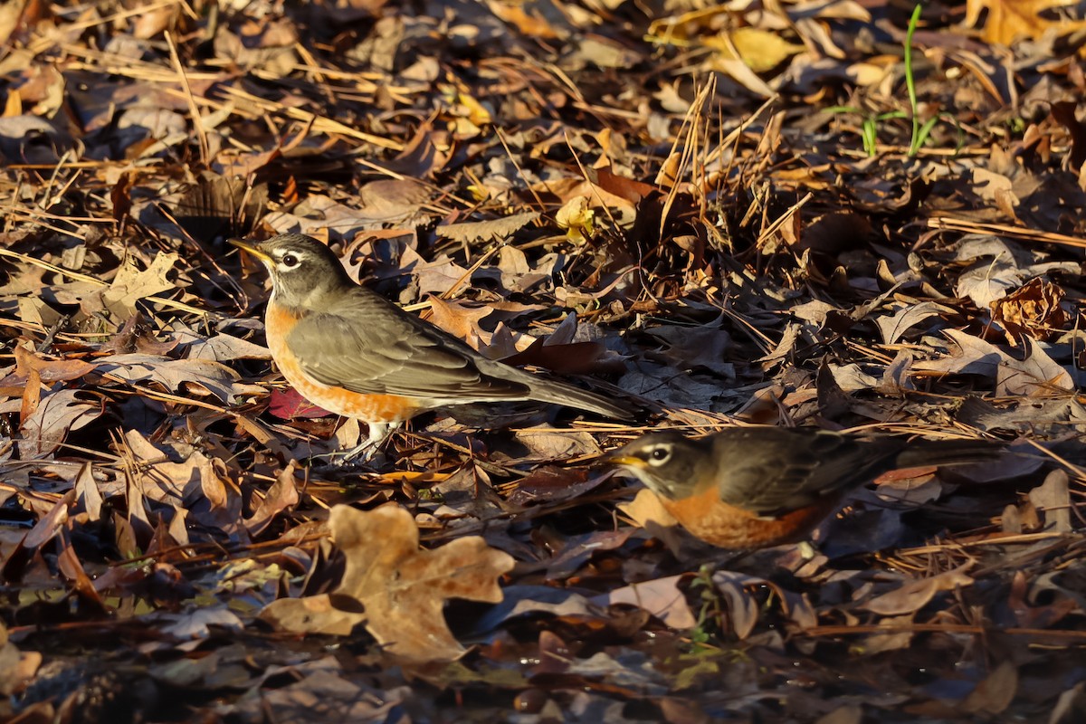 American Robin - ML645529454