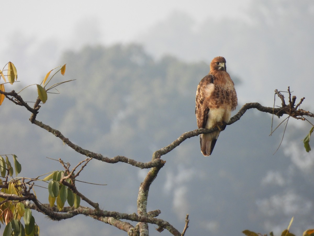 káně rudochvostá - ML645529456