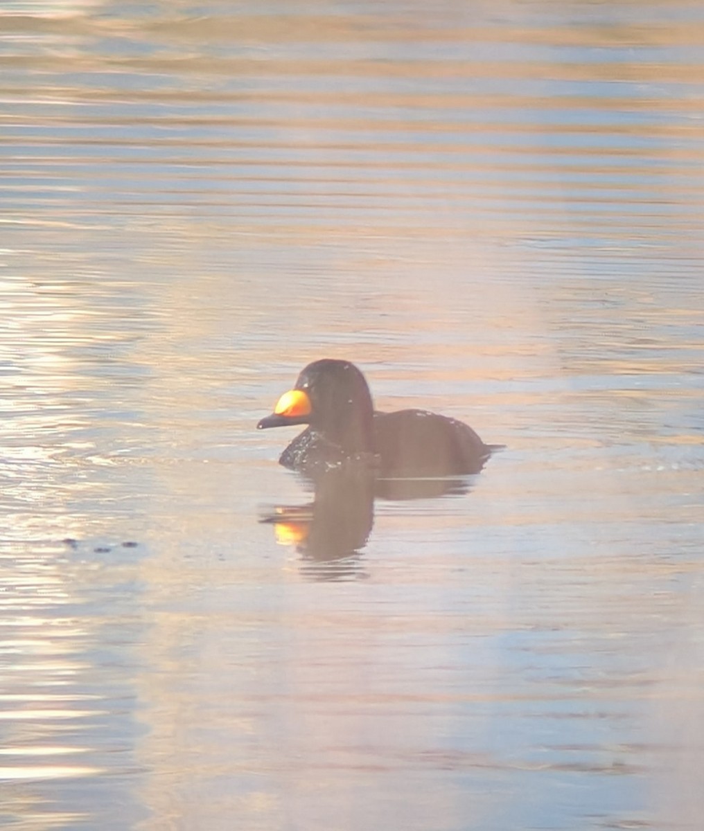Black Scoter - ML645529457