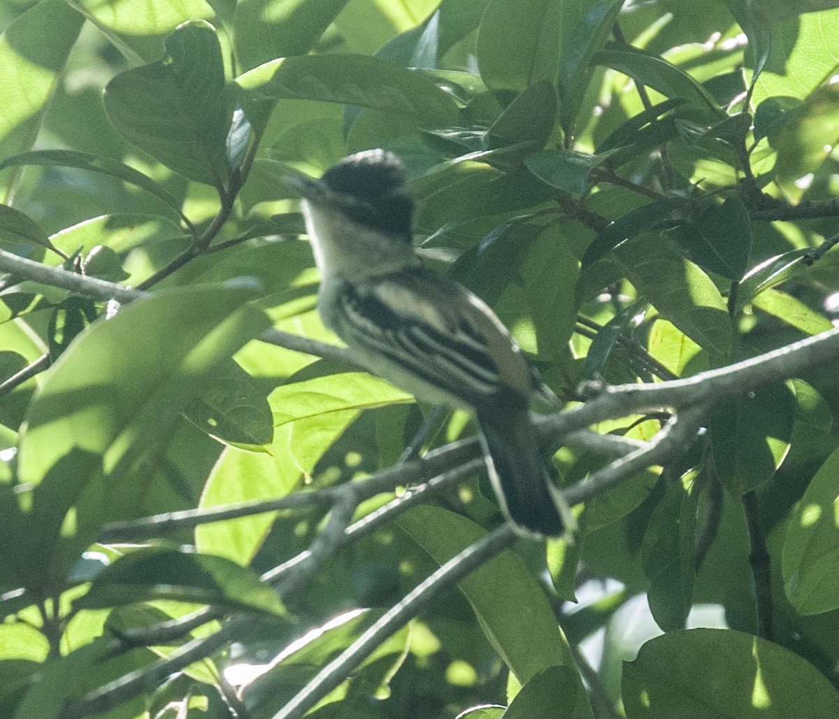 Gray-collared Becard - ML645529460