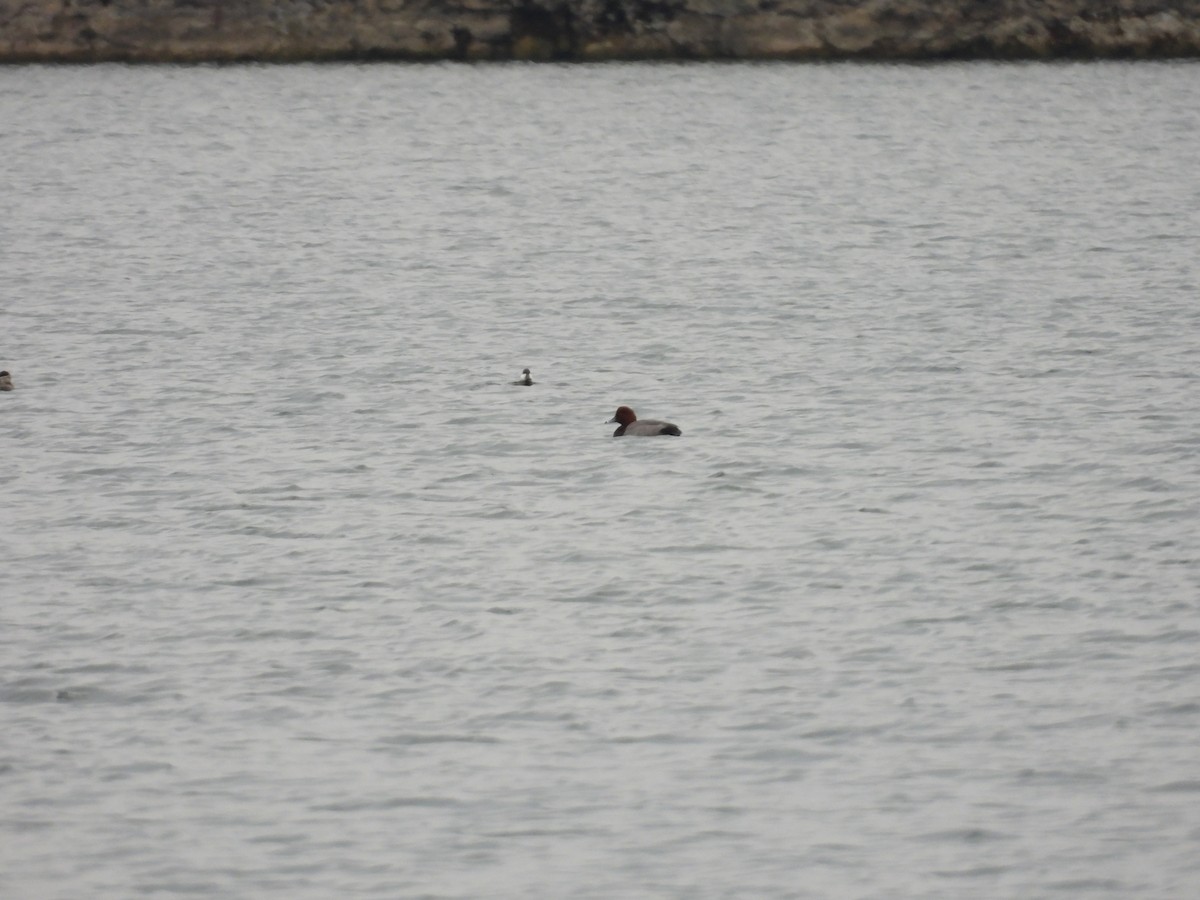 Redhead - ML645529467