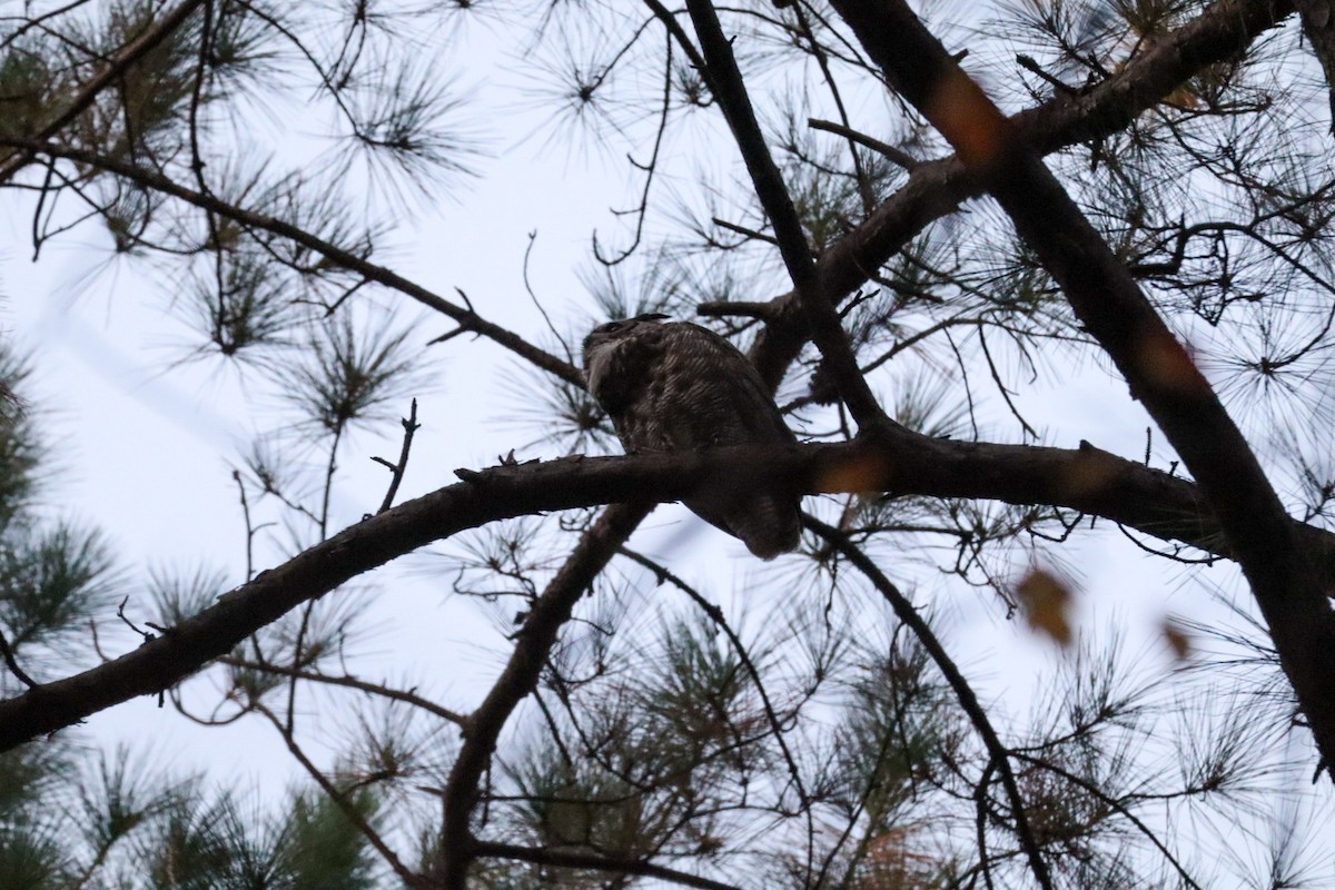 Great Horned Owl - ML645529476