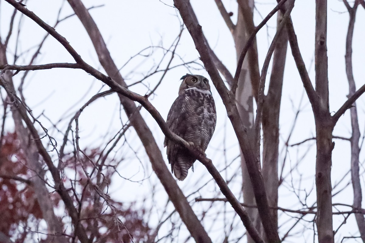 Great Horned Owl - ML645529478