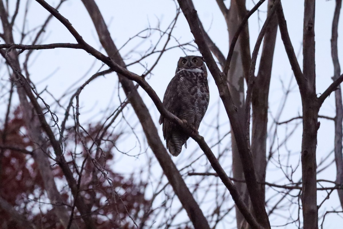 Great Horned Owl - ML645529479