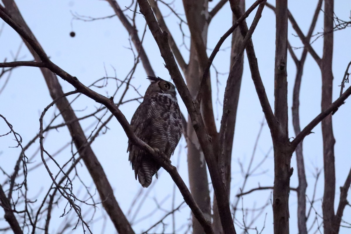 Great Horned Owl - ML645529480