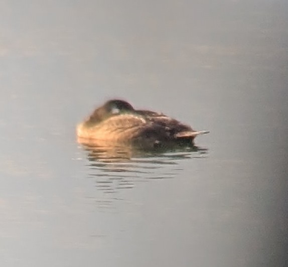 White-winged Scoter - ML645529486