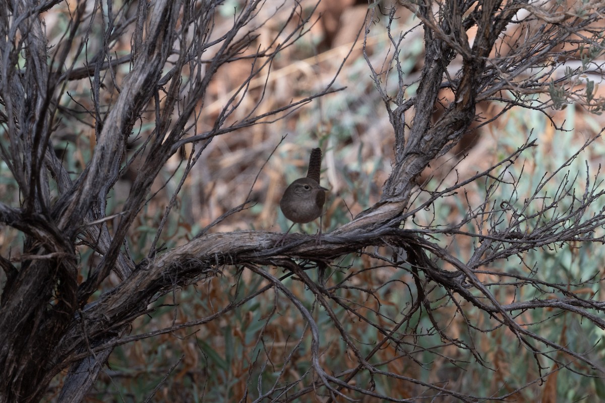 Northern House Wren (Northern) - ML645529495