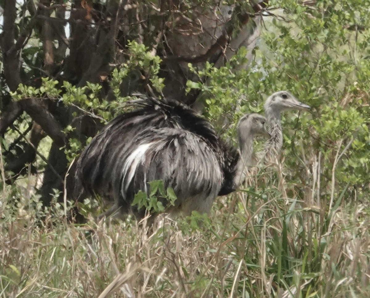 nandu pampový - ML645529496