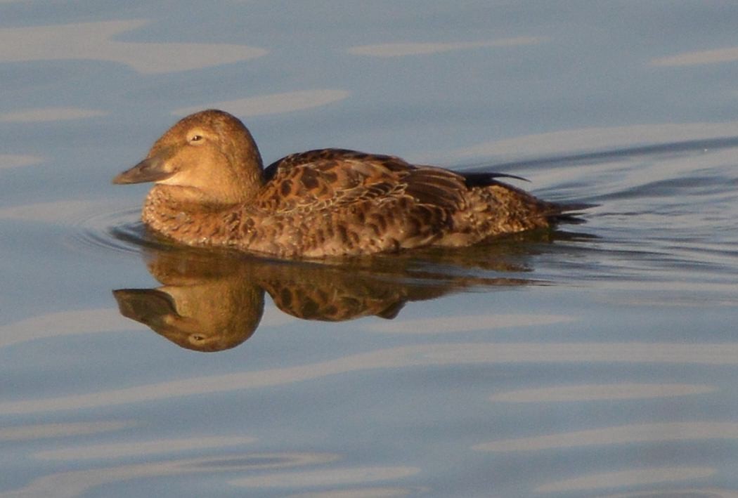 Re degli edredoni - ML645529497