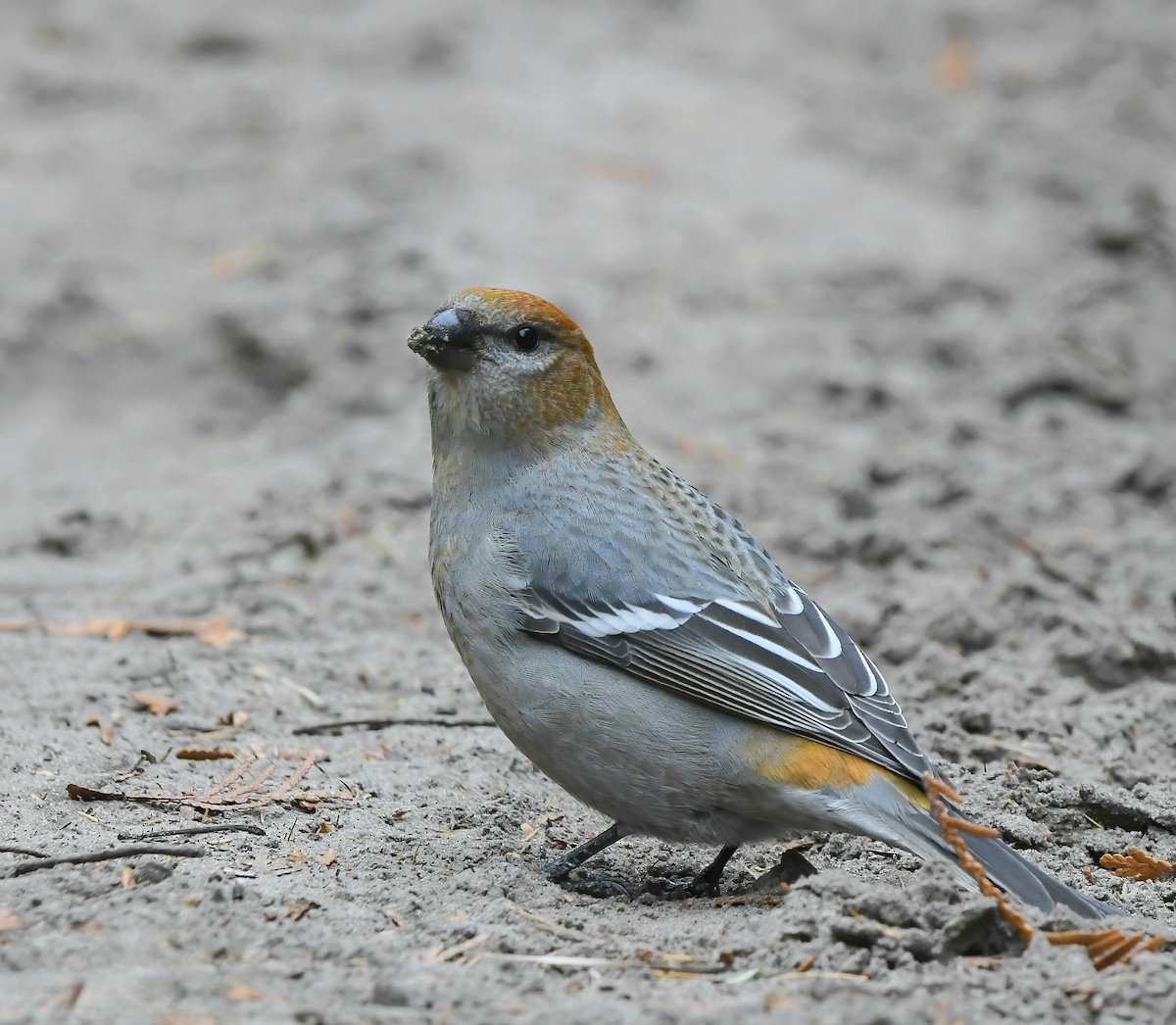 Pinu-gailupa - ML645529504