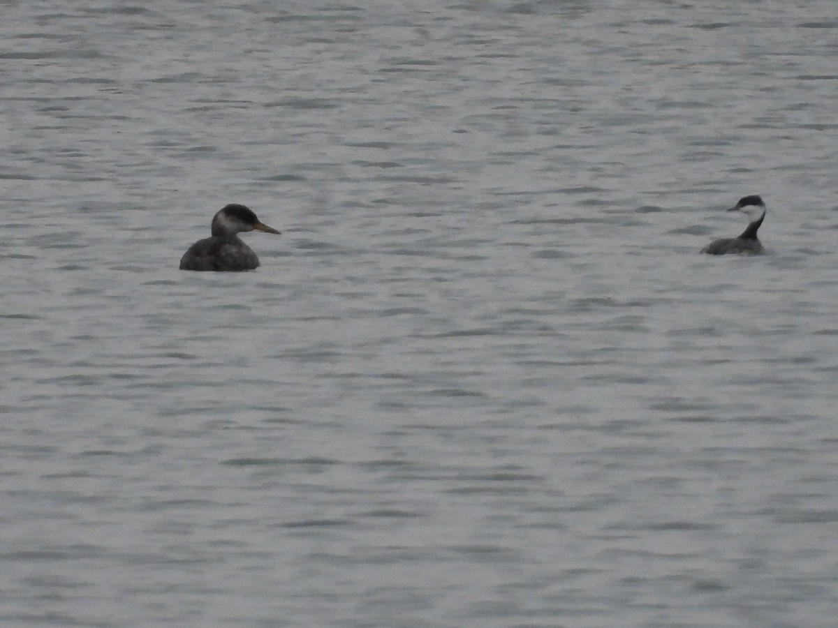 Horned Grebe - ML645529509