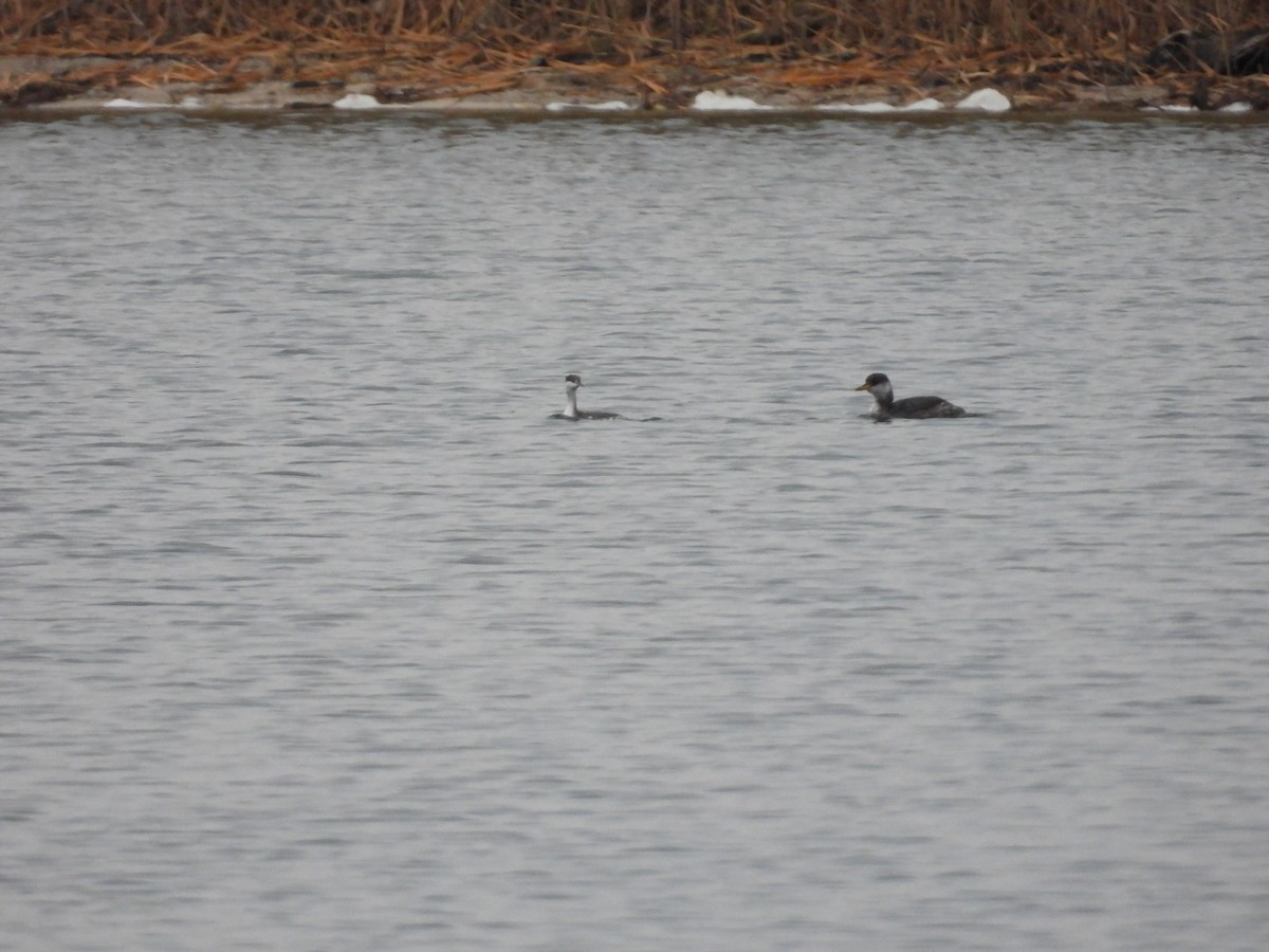 Horned Grebe - ML645529510