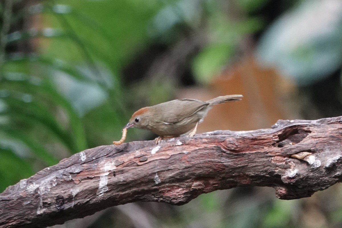 rustpannetimal (ambiguum gr.) - ML645529518