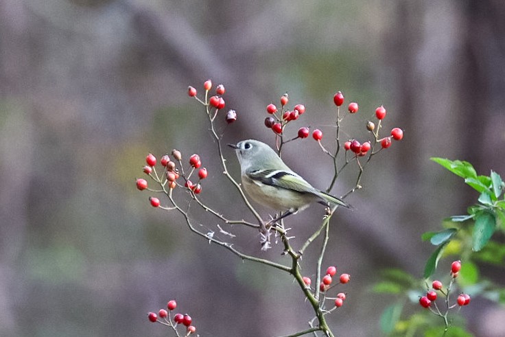 Ruby-crowned Kinglet - ML645529521