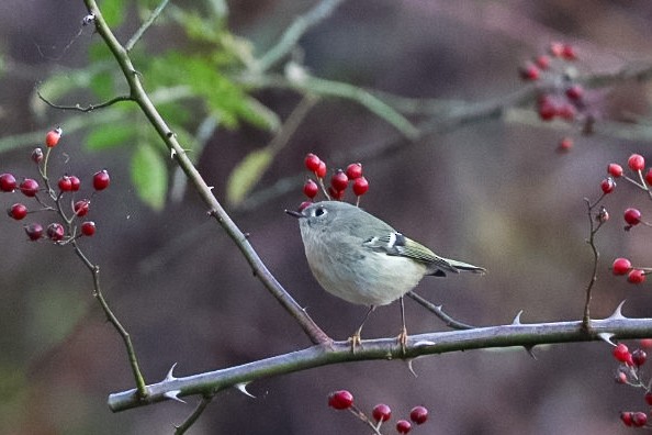 Ruby-crowned Kinglet - ML645529522
