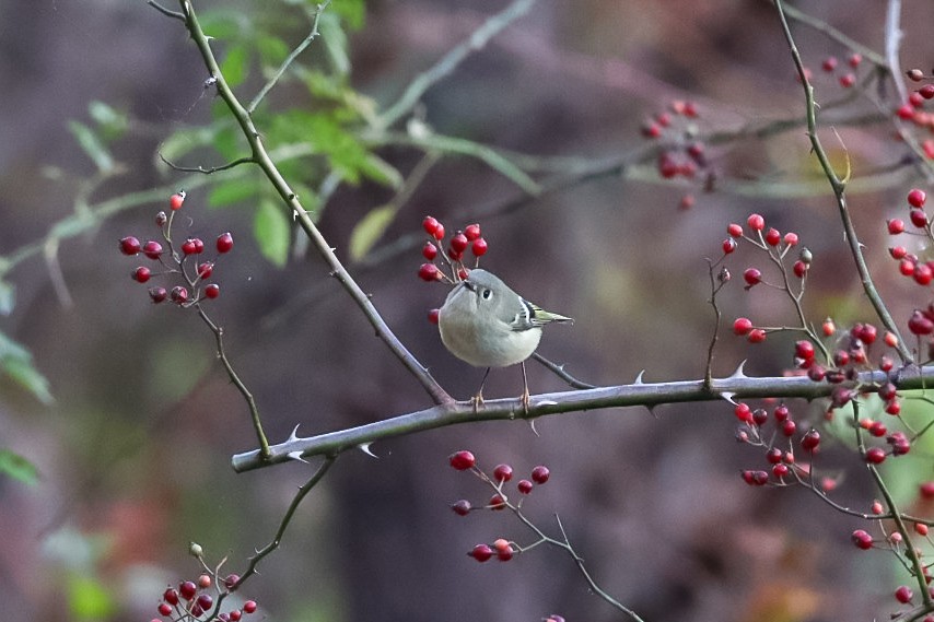 Ruby-crowned Kinglet - ML645529523