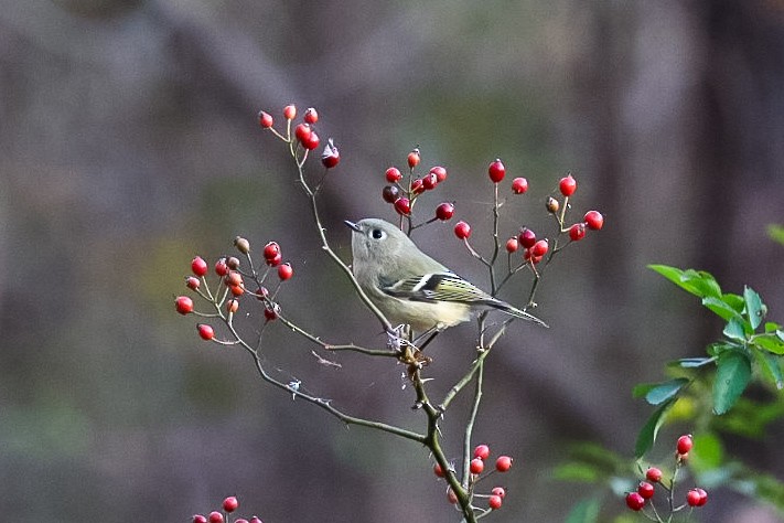 Ruby-crowned Kinglet - ML645529524