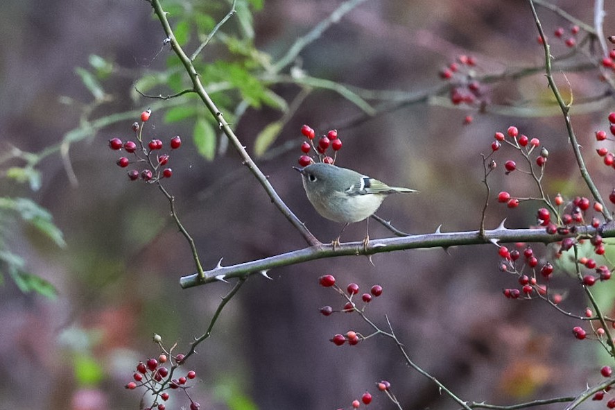 Ruby-crowned Kinglet - ML645529525