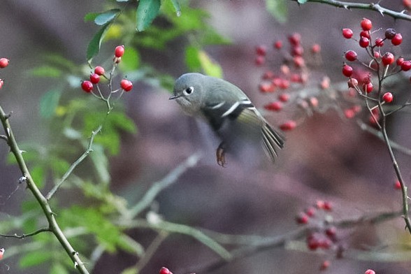 Ruby-crowned Kinglet - ML645529526