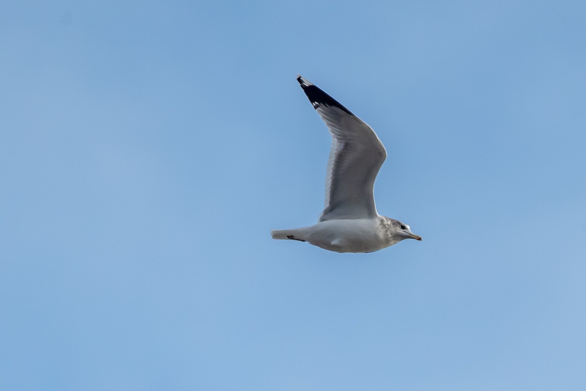 California Gull - ML645529528