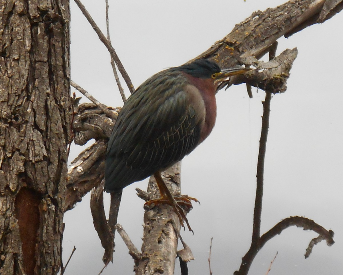 Green Heron - ML645529530