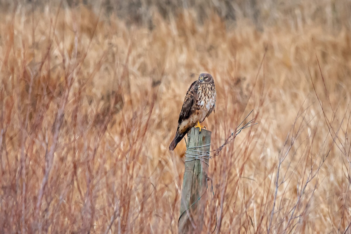 זרון אמריקני - ML645529548