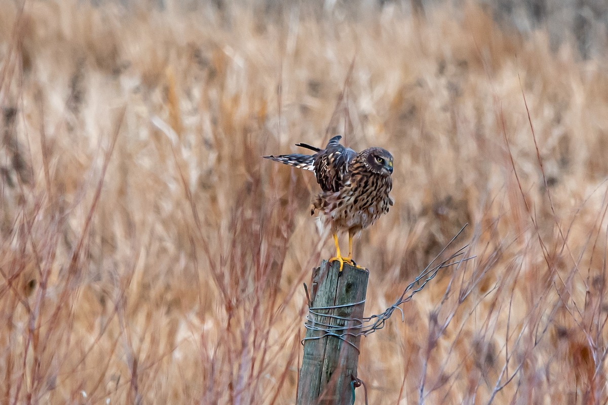 זרון אמריקני - ML645529549