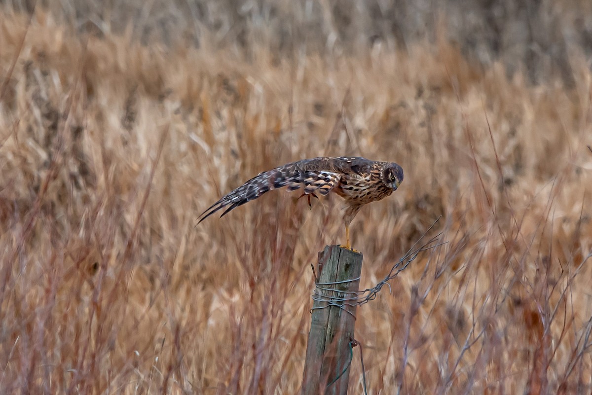 זרון אמריקני - ML645529550