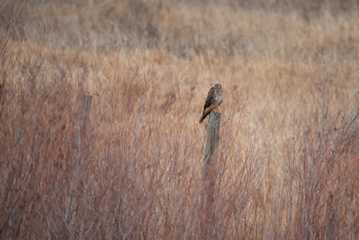 זרון אמריקני - ML645529551