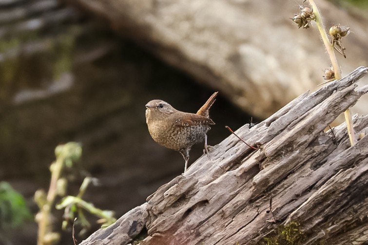 フユミソサザイ - ML645529553