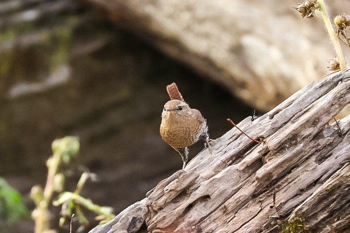 フユミソサザイ - ML645529554