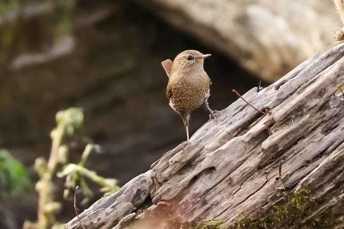 フユミソサザイ - ML645529555