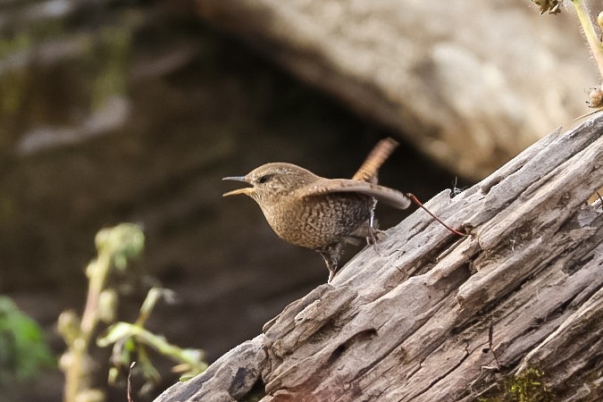 フユミソサザイ - ML645529556