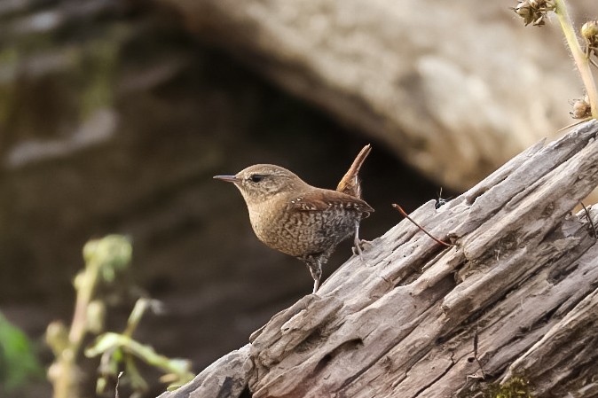 フユミソサザイ - ML645529557