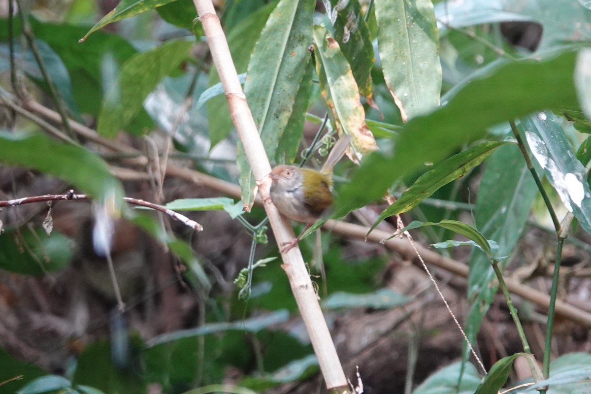 langstjertskredderfugl - ML645529571