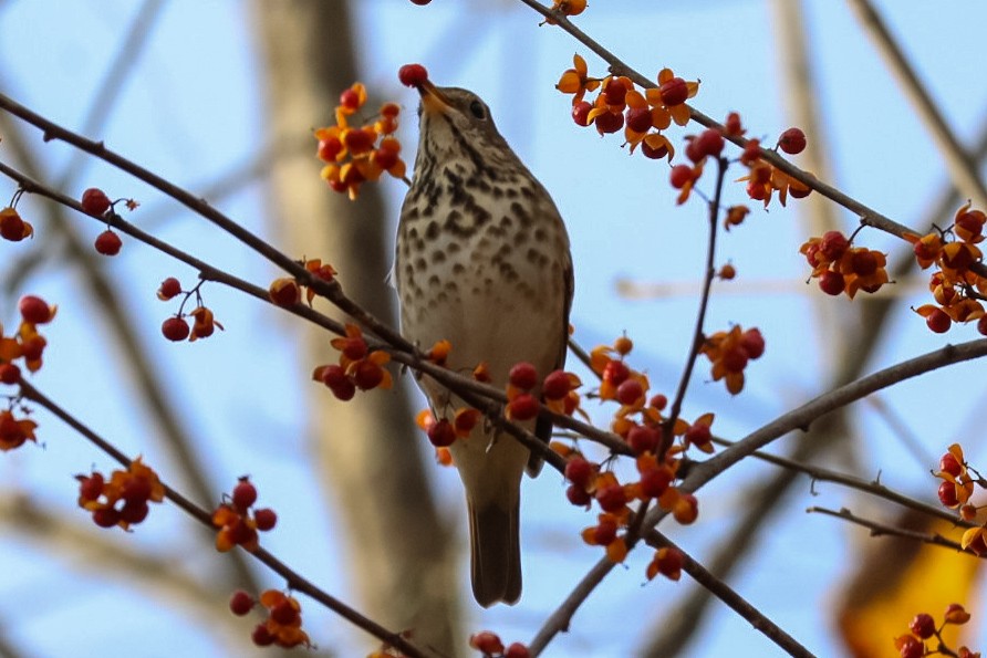 קיכלי חלוד-זנב - ML645529581