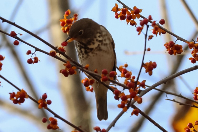 קיכלי חלוד-זנב - ML645529582