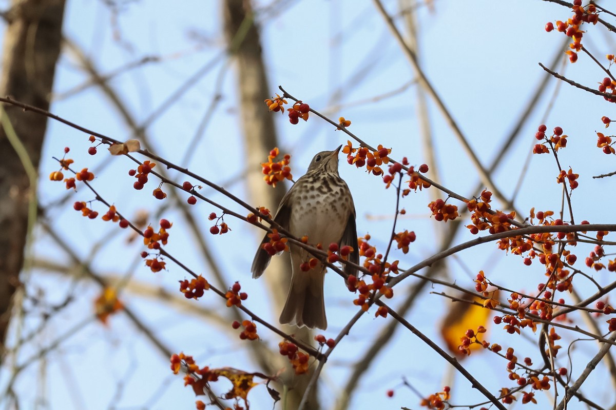 קיכלי חלוד-זנב - ML645529583