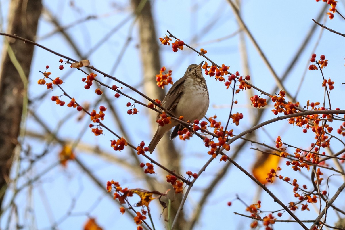 קיכלי חלוד-זנב - ML645529584