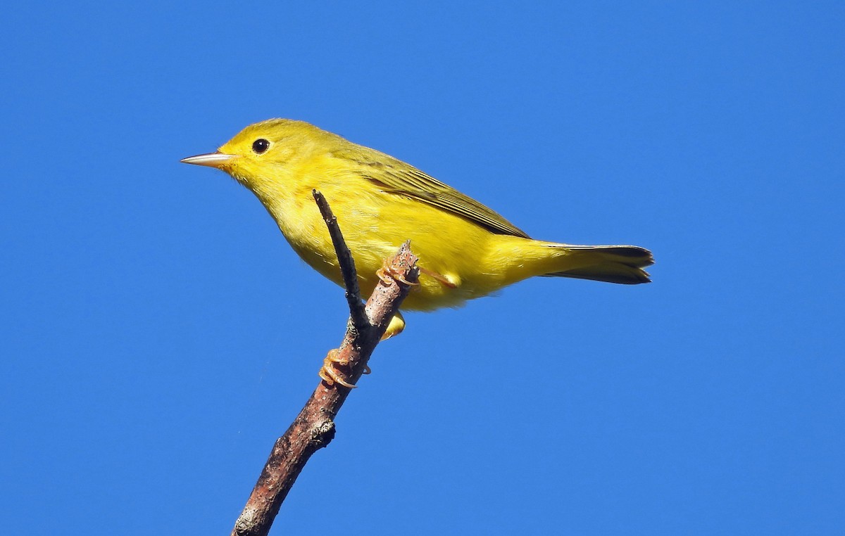 Northern Yellow Warbler - ML645529588