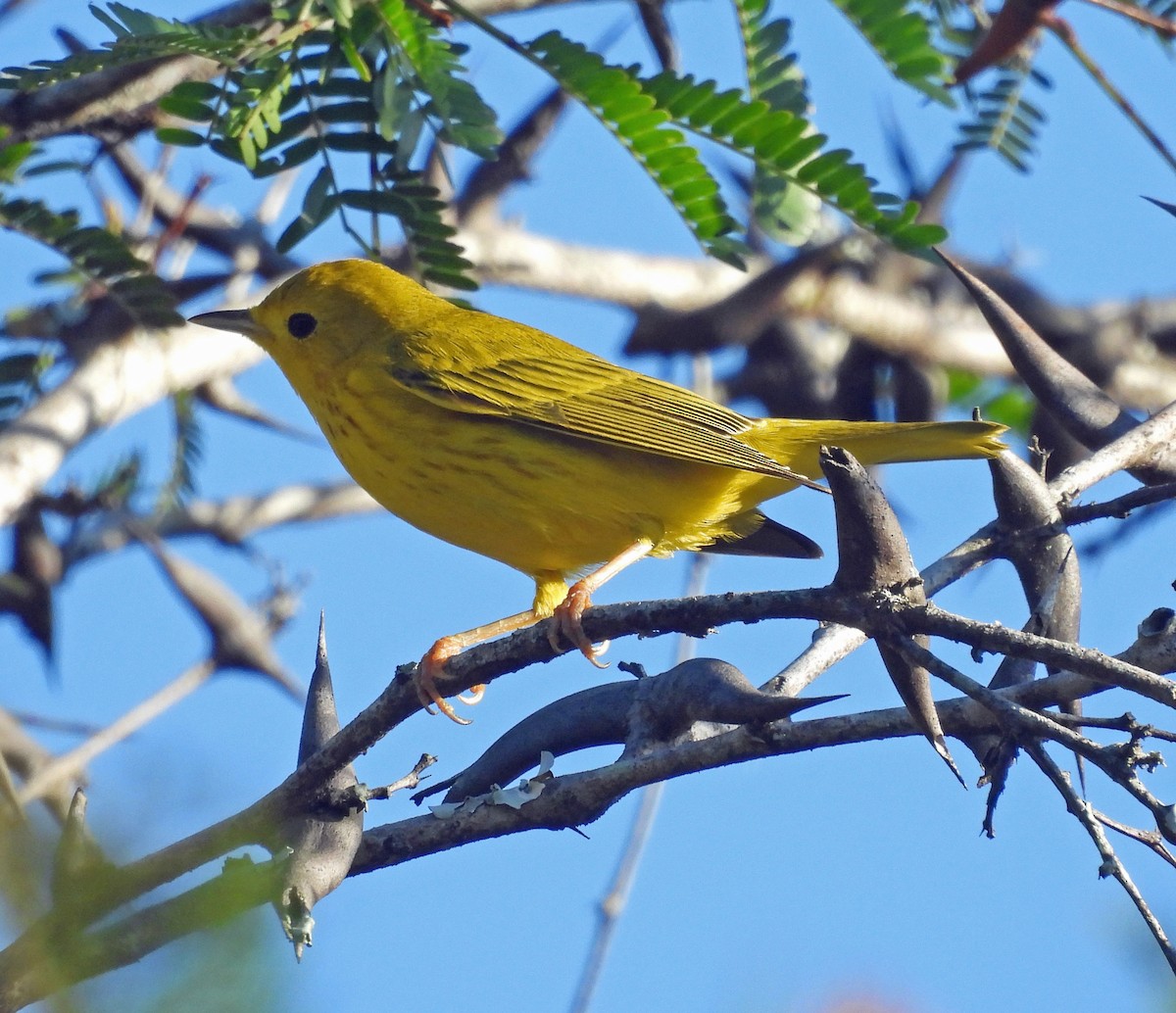 Northern Yellow Warbler - ML645529589