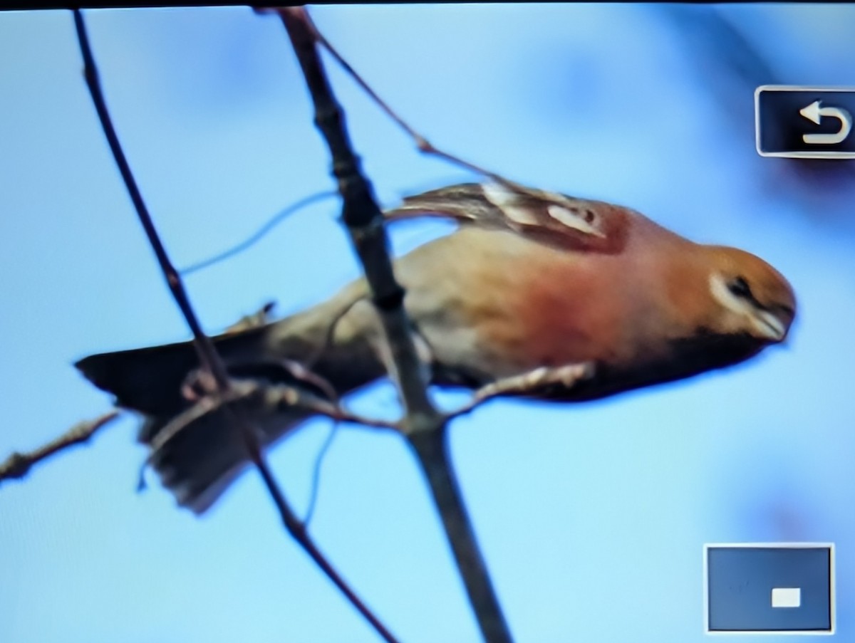 Pinu-gailupa - ML645529591