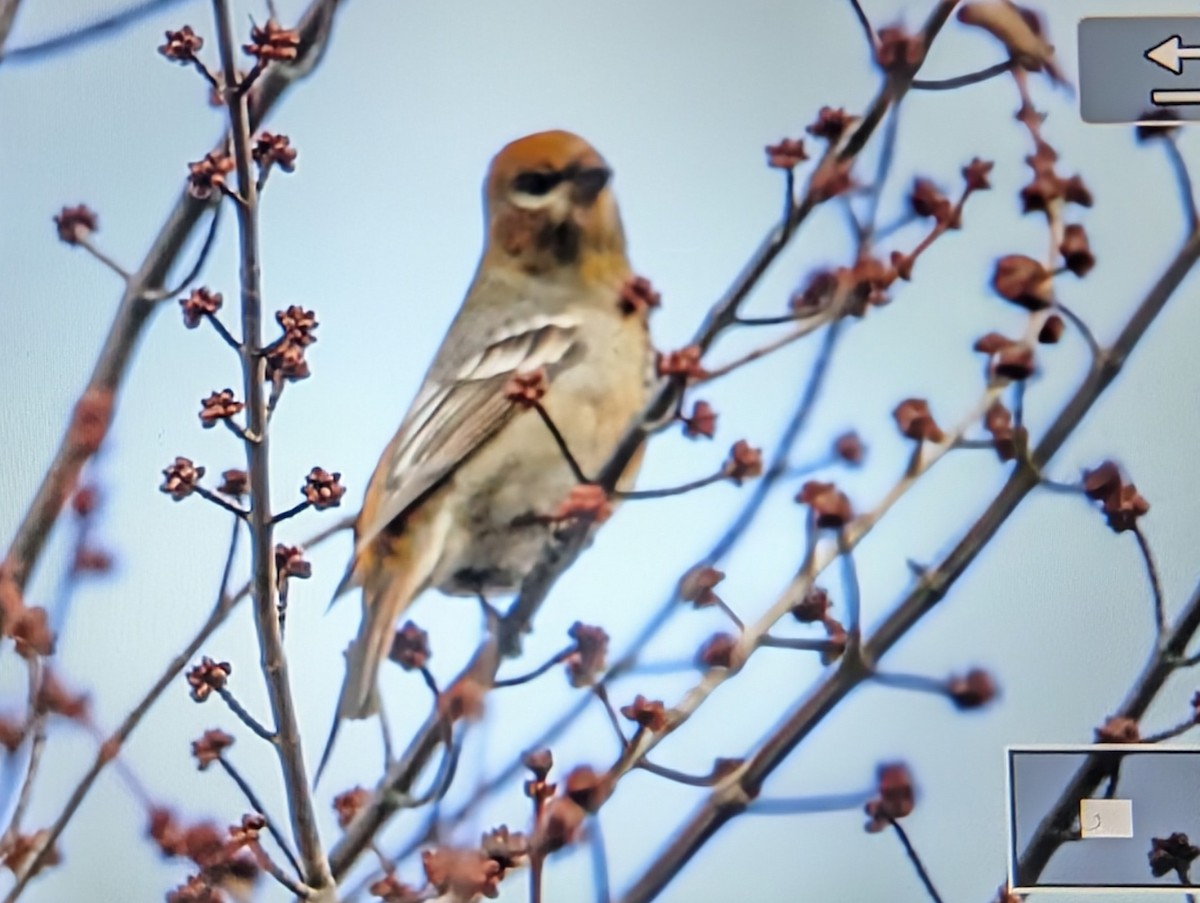 Pinu-gailupa - ML645529592