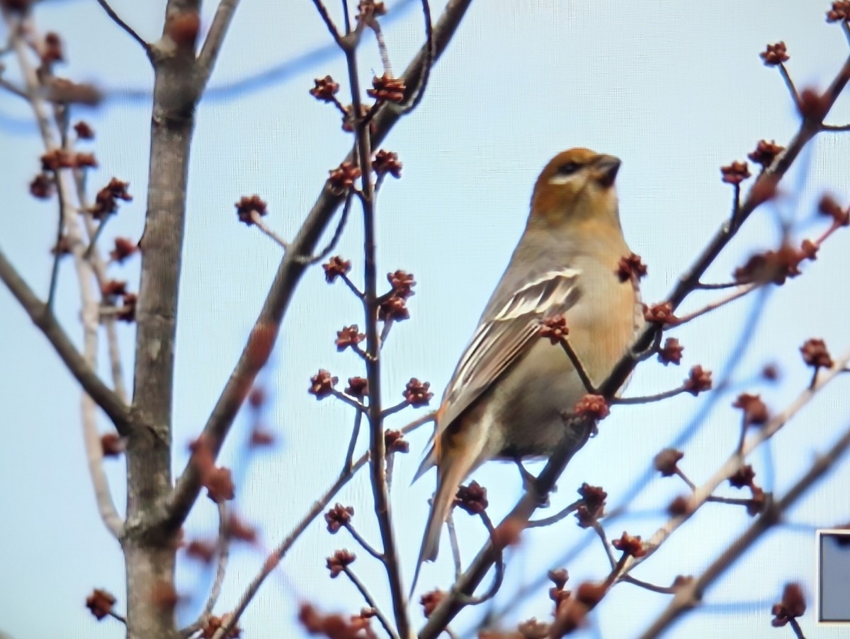 Pinu-gailupa - ML645529593