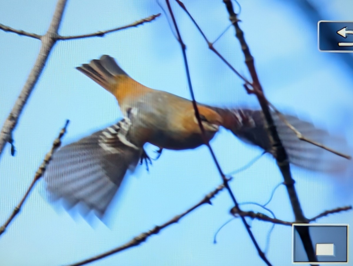 Pinu-gailupa - ML645529594