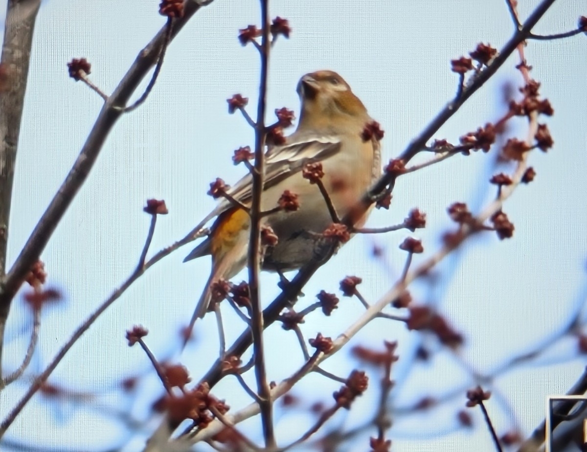 Pinu-gailupa - ML645529595