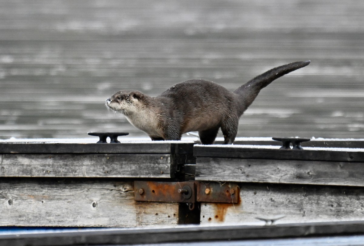 Animals - ML645529596