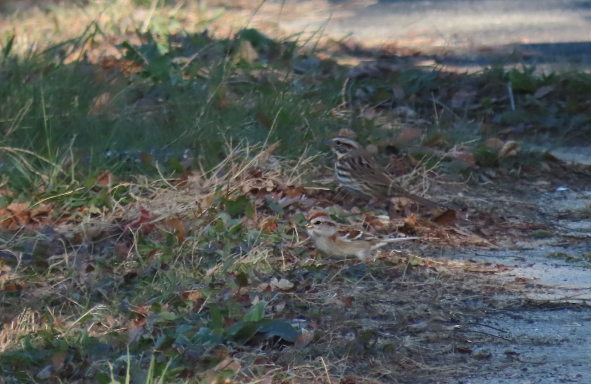 American Tree Sparrow - ML645529597